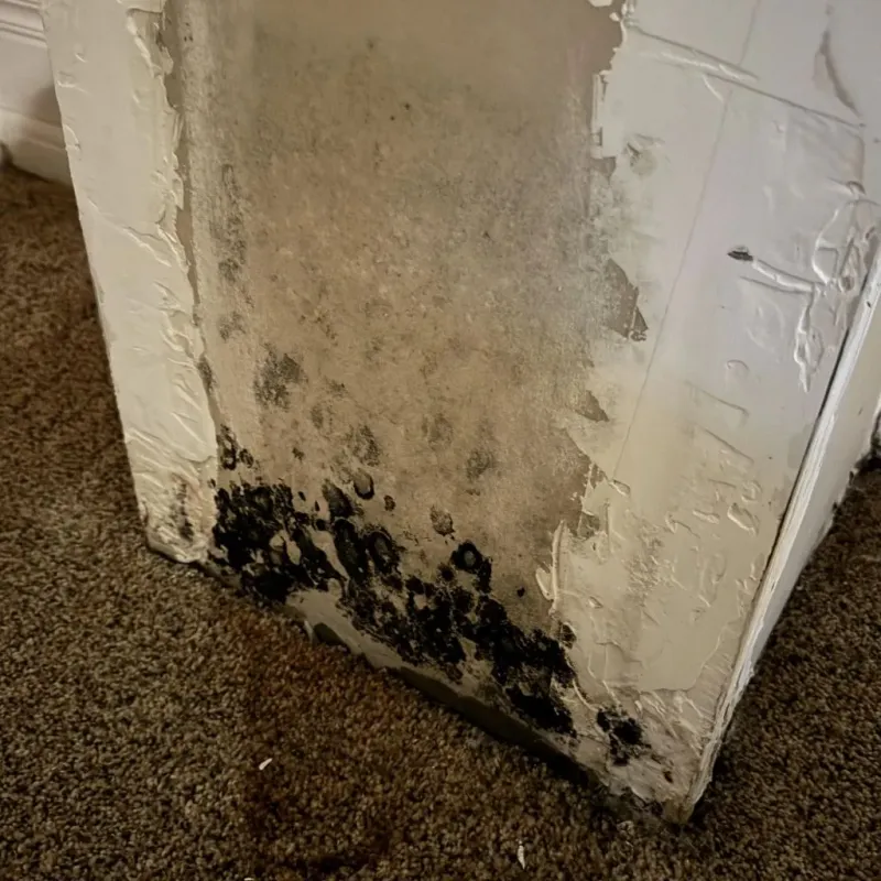 Professional Mold Removal in Fairmont, WV